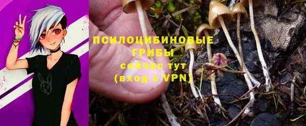прущие грибы Вяземский